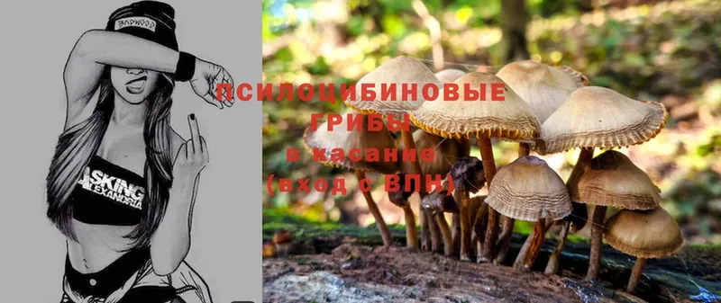 Псилоцибиновые грибы мицелий  площадка телеграм  Енисейск  даркнет сайт 